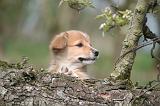CORGI PEMBROKE 1198